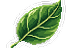Leaf sticker